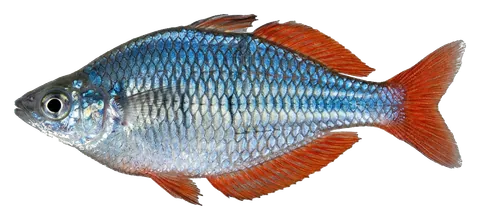 Neon dwarf rainbowfish, photographed on a transparent background
