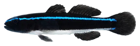 Neon goby, photographed on a transparent background