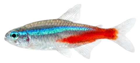 Neon tetra, photographed on a transparent background