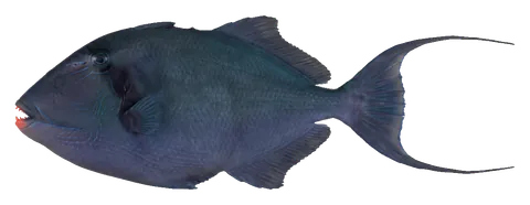 Niger triggerfish, photographed on a transparent background