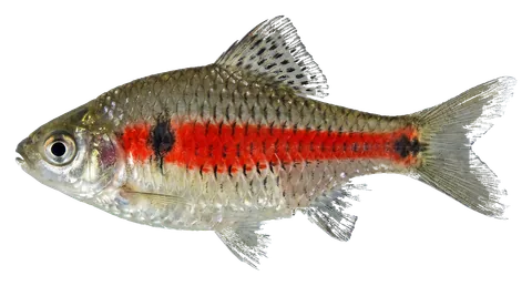 Odessa barb, photographed on a transparent background