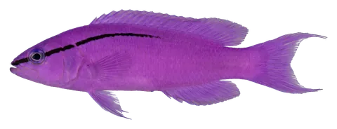 Orchid dottyback, photographed on a transparent background
