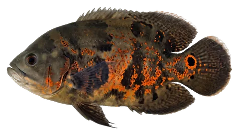 Oscar, photographed on a transparent background