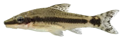Otocinclus, photographed on a transparent background