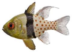 Pesce cardinale pigiama, fotografata su sfondo trasparente