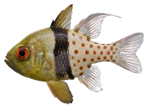Pajama cardinalfish, photographed on a transparent background