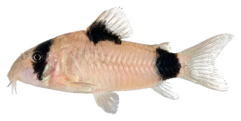 Panda corydoras, photographed on a transparent background