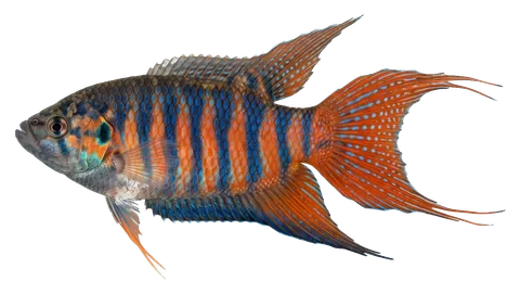 Paradise fish, photographed on a transparent background