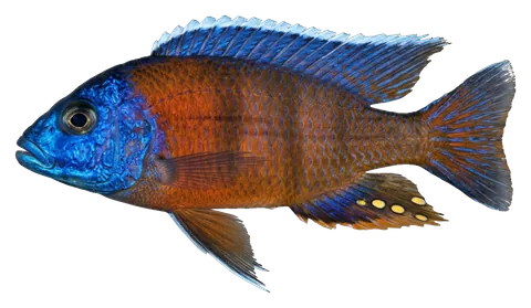Peacock cichlid, photographed on a transparent background