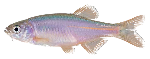 Pearl danio, photographed on a transparent background