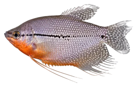 Pearl gourami, photographed on a transparent background