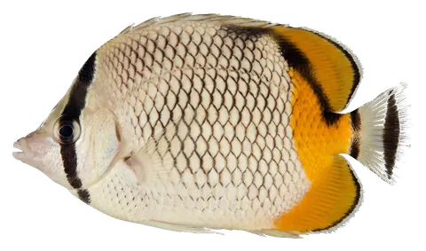 Pearlscale butterflyfish, photographed on a transparent background