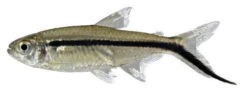 Penguin tetra, photographed on a transparent background