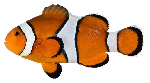 Percula clownfish, photographed on a transparent background