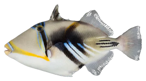 Picasso triggerfish, photographed on a transparent background