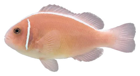 Pink skunk clownfish, photographed on a transparent background