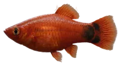Platy, fotografata su sfondo trasparente