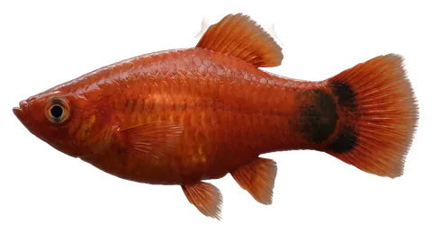 Platy, photographed on a transparent background