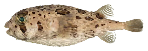 Porcupine puffer, photographed on a transparent background