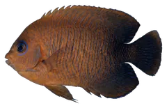 Pesce angelo di Potter, fotografata su sfondo trasparente