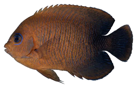Potter's angelfish, photographed on a transparent background