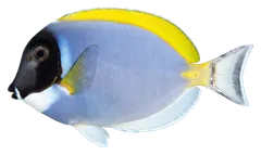 Pesce chirurgo azzurro polvere, fotografata su sfondo trasparente