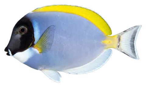 Powder blue tang, photographed on a transparent background