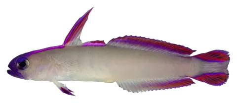 Purple firefish, photographed on a transparent background