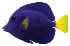 Pesce chirurgo viola, fotografata su sfondo trasparente