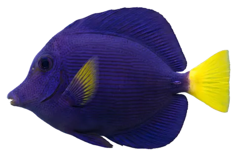 Purple tang, photographed on a transparent background