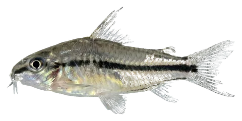 Pygmy corydoras, photographed on a transparent background