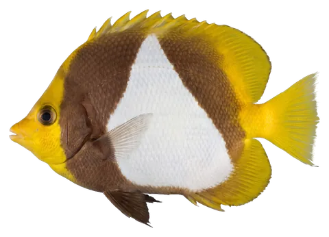 Pyramid butterflyfish, photographed on a transparent background