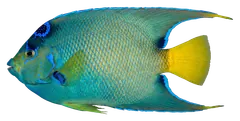 Pesce angelo regina, fotografata su sfondo trasparente