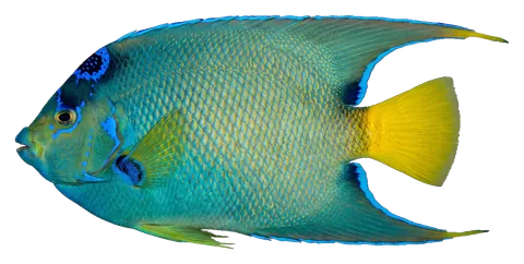 Queen angelfish, photographed on a transparent background