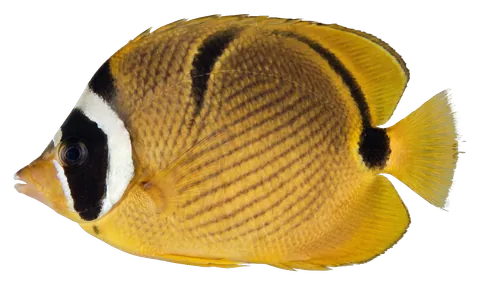 Raccoon butterflyfish, photographed on a transparent background