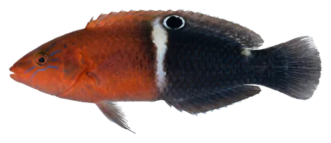 Radiant wrasse, photographed on a transparent background