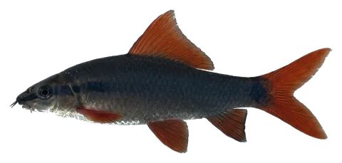 Rainbow shark, photographed on a transparent background