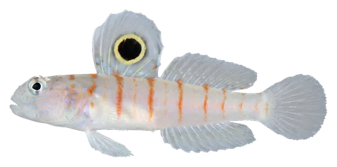 Randall's shrimpgoby, photographed on a transparent background