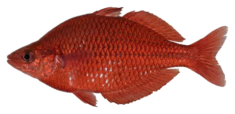 Red rainbowfish, photographed on a transparent background