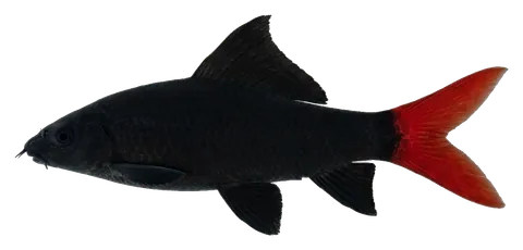Red tail shark, photographed on a transparent background
