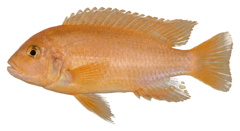 Red zebra cichlid, photographed on a transparent background