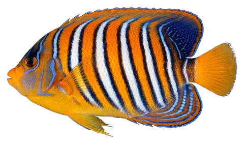 Pfauen-Kaiserfisch, fotografiert auf transparentem Hintergrund