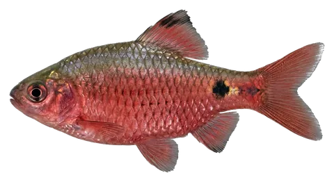Rosy barb, photographed on a transparent background