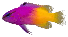 Royal gramma, photographed on a transparent background
