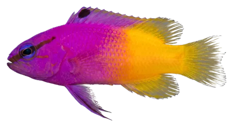 Royal gramma, photographed on a transparent background