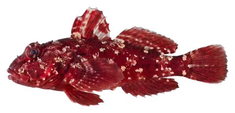 Ruby red dragonet, photographed on a transparent background