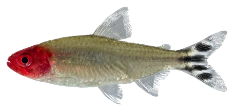Rummynose tetra, photographed on a transparent background
