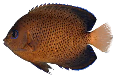 Pesce angelo ruggine, fotografata su sfondo trasparente