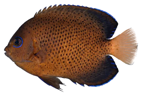 Rusty angelfish, photographed on a transparent background