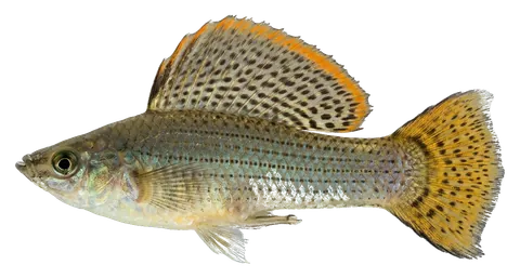 Sailfin molly, photographed on a transparent background
